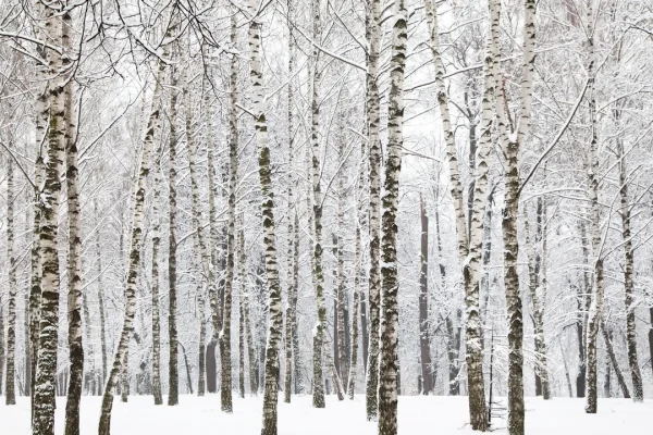 La scienza dietro il fenomeno dell”esplosione’ degli alberi per il gelo (e come si può impedire che accada)