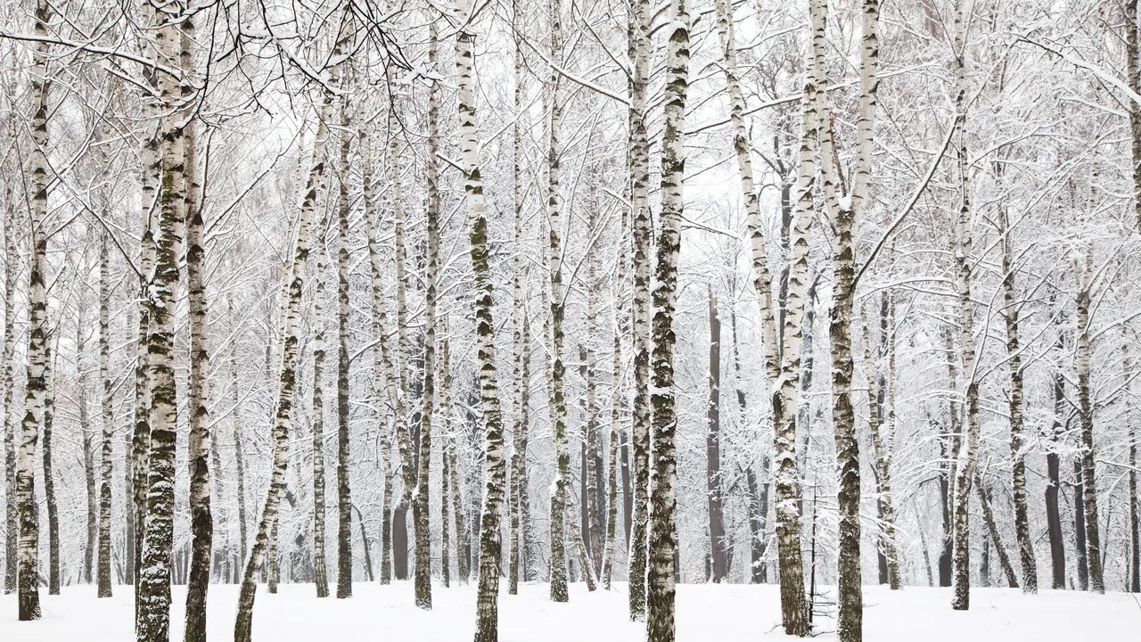 La scienza dietro il fenomeno dell”esplosione’ degli alberi per il gelo (e come si può impedire che accada)