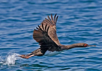 Chincha, l’antica civiltà pre-Inca ha costruito il suo impero sulla cacca di uccello (altro che oro)