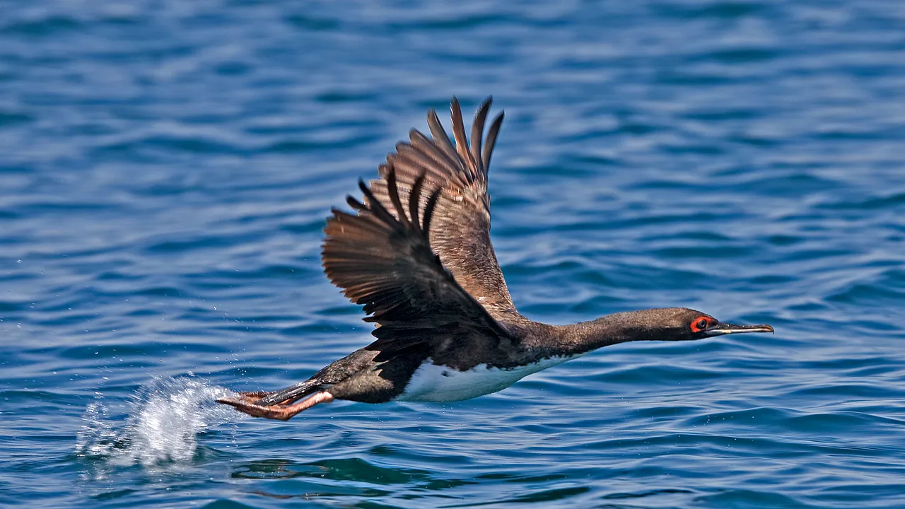 Chincha, l’antica civiltà pre-Inca ha costruito il suo impero sulla cacca di uccello (altro che oro)