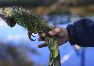 Ma cos’è questa storia della pioggia di iguane verdi ‘congelate’ in Florida (e ci dobbiamo preoccupare per loro)?