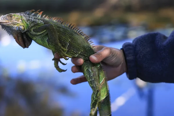 Ma cos’è questa storia della pioggia di iguane verdi ‘congelate’ in Florida (e ci dobbiamo preoccupare per loro)?