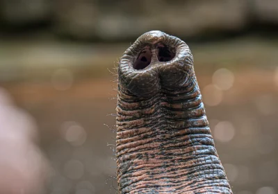 La straordinaria geometria dei peli sparsi sulla proboscide degli elefanti, che potenziano senso del tatto e destrezza