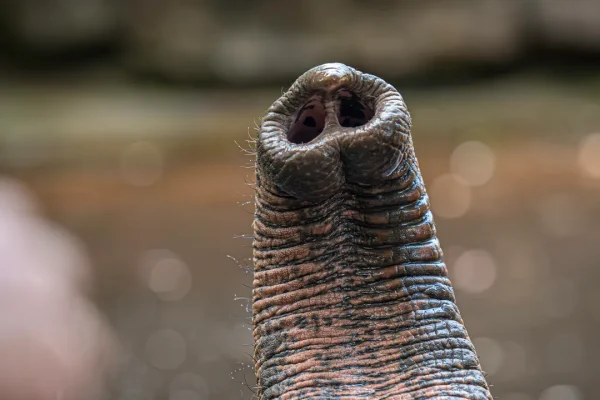 La straordinaria geometria dei peli sparsi sulla proboscide degli elefanti, che potenziano senso del tatto e destrezza
