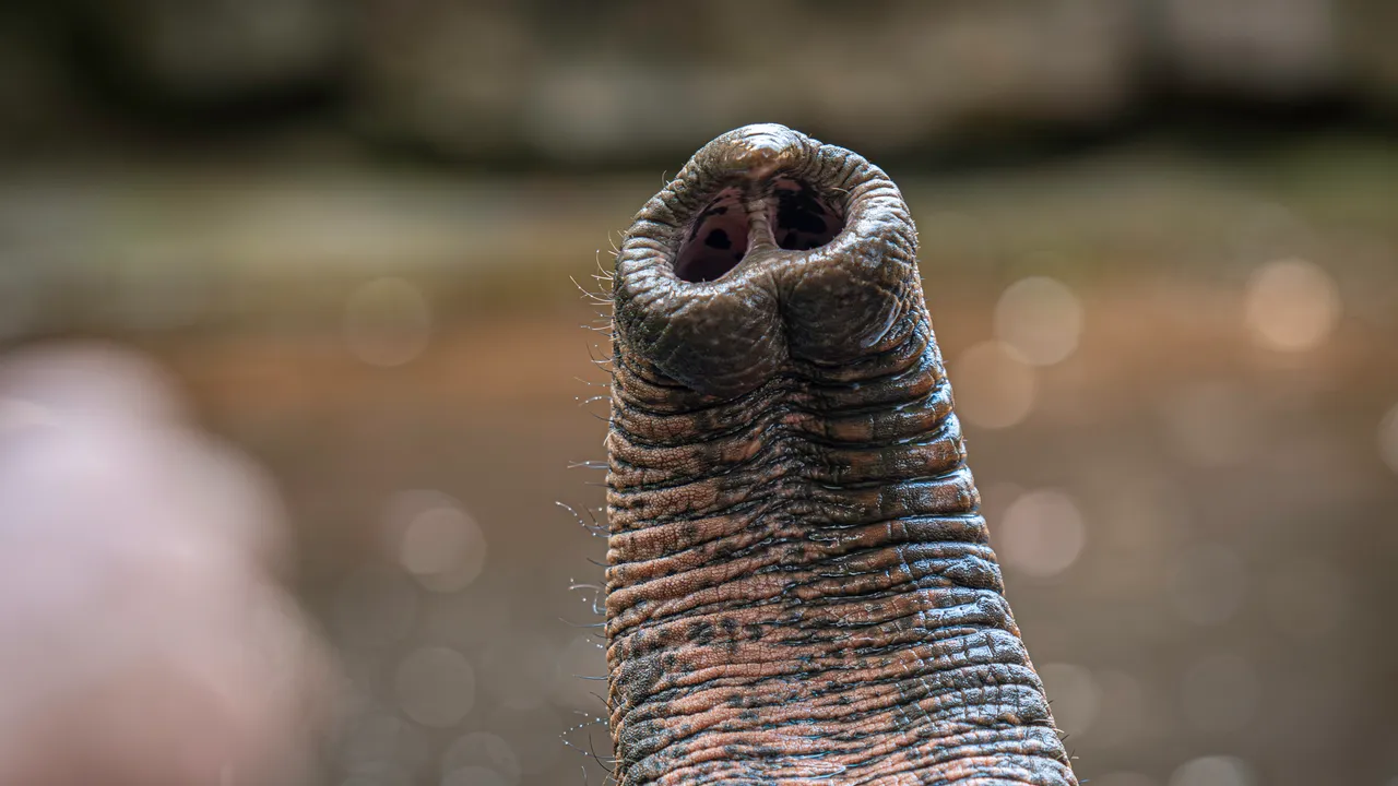 La straordinaria geometria dei peli sparsi sulla proboscide degli elefanti, che potenziano senso del tatto e destrezza