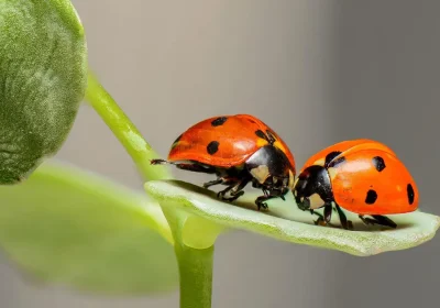 Odiate la natura? Provate un profondo senso di avversione, paura o disgusto per gli animali selvatici? Avete la biofobia
