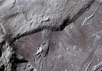 Forse non vi siete mai chiesti com’era fatto l’ano di un rettile di 300 milioni di anni fa, ma ora potete scoprirlo