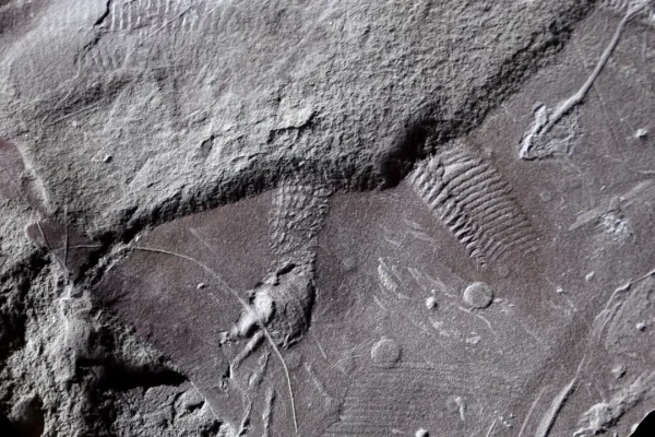 Forse non vi siete mai chiesti com’era fatto l’ano di un rettile di 300 milioni di anni fa, ma ora potete scoprirlo