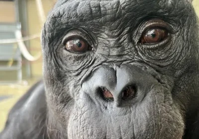 Come il bonobo Kanzi, giocando a fare merenda, ci ha dimostrato che anche le scimmie usano l’immaginazione e sanno fingere