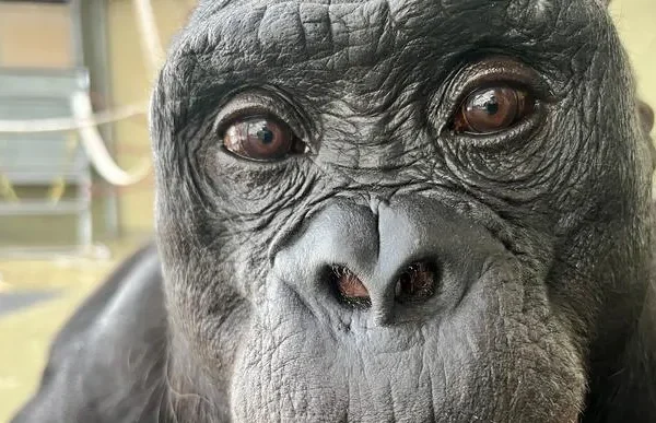 Come il bonobo Kanzi, giocando a fare merenda, ci ha dimostrato che anche le scimmie usano l’immaginazione e sanno fingere