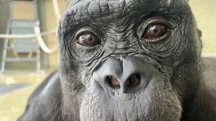 Come il bonobo Kanzi, giocando a fare merenda, ci ha dimostrato che anche le scimmie usano l’immaginazione e sanno fingere