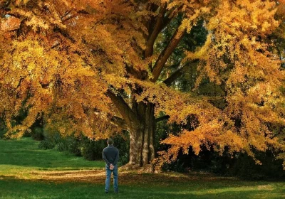Silent Friend racconta di quando sono gli alberi ad abbracciare gli uomini ed è uno dei film più straordinari dell’anno