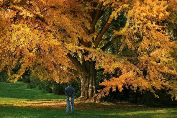 Silent Friend racconta di quando sono gli alberi ad abbracciare gli uomini ed è uno dei film più straordinari dell’anno