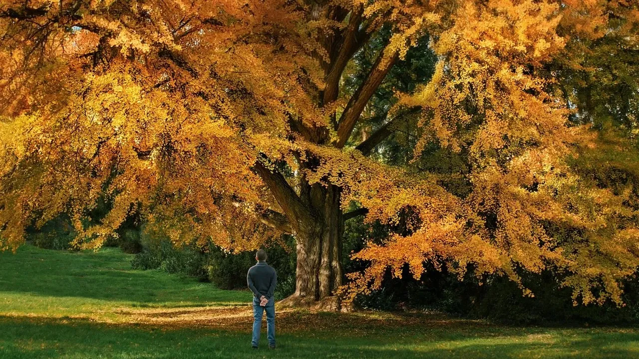 Silent Friend racconta di quando sono gli alberi ad abbracciare gli uomini ed è uno dei film più straordinari dell’anno