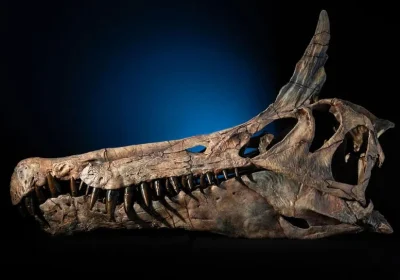Spinosaurus mirabilis, ecco l’ultimo arrivato nella famiglia dei dinosauri con la cresta a scimitarra e un muso lunghissimo