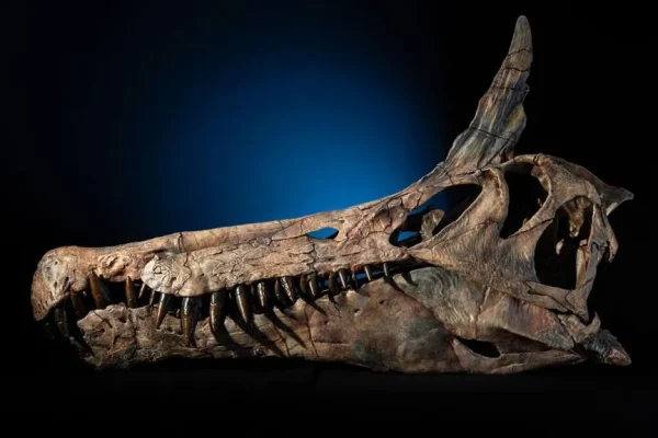 Spinosaurus mirabilis, ecco l’ultimo arrivato nella famiglia dei dinosauri con la cresta a scimitarra e un muso lunghissimo
