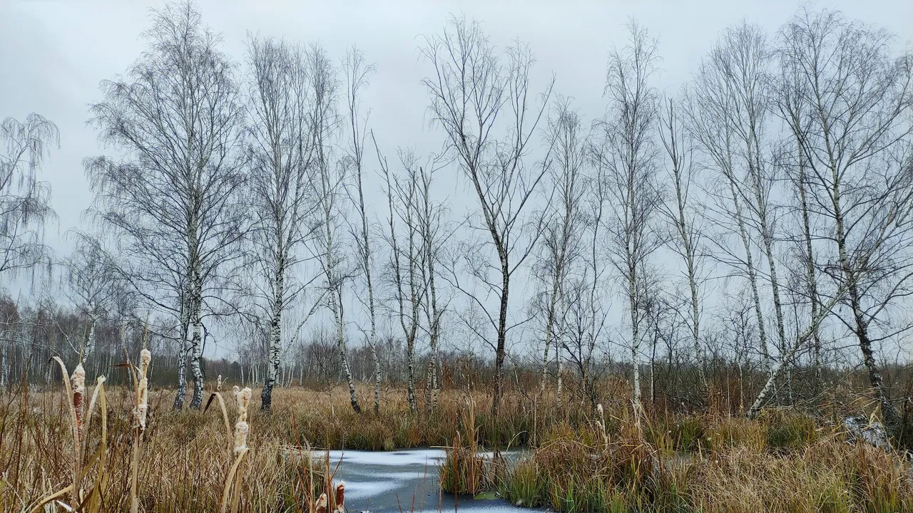 Dalla Groenlandia all’Ucraina, passando da Milano: le nature based solutions funzionano meglio con la nostra partecipazione