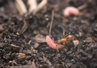 La parola d’ordine è il ritmo, sincronizzandosi con il beat i bruchi riescono a entrare nei formicai per farsi adottare