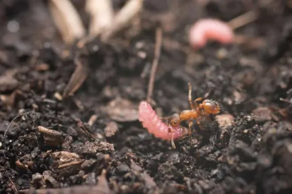 La parola d’ordine è il ritmo, sincronizzandosi con il beat i bruchi riescono a entrare nei formicai per farsi adottare