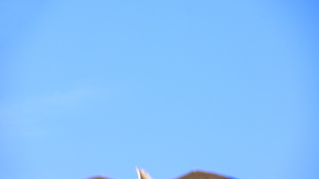 Come catturare Mesprit in Pokémon