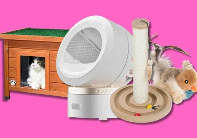 Giornata nazionale del gatto, come festeggiare il tuo felino con i suoi accessori preferiti