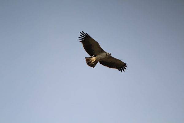 Migliori siti per prenotare voli online