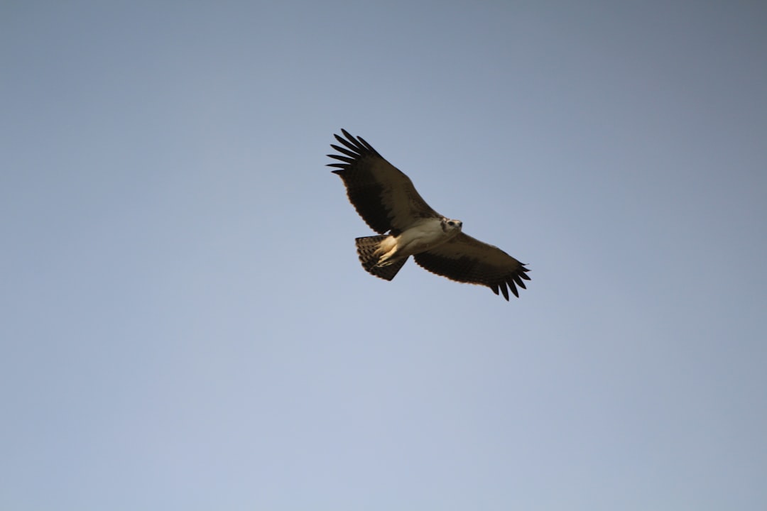 Migliori siti per prenotare voli online