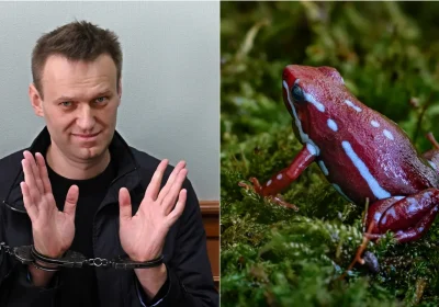 Epibatidina, che cos’è la tossina velenosa estratta da rane sudamericane che sarebbe stata usata per uccidere Navalny