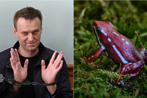 Epibatidina, che cos’è la tossina velenosa estratta da rane sudamericane che sarebbe stata usata per uccidere Navalny