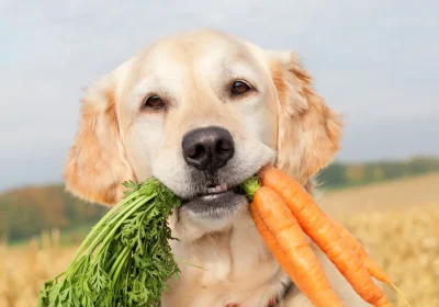 Le diete vegane per cani e gatti possono diventare un alleato a sorpresa nella lotta contro la crisi climatica?