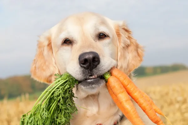 Le diete vegane per cani e gatti possono diventare un alleato a sorpresa nella lotta contro la crisi climatica?