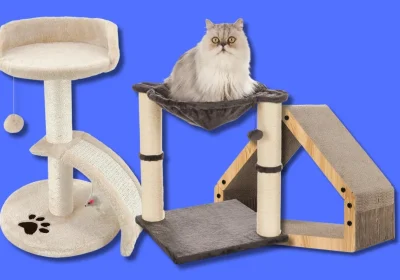 I 15 tiragraffi più irresistibili per festeggiare la giornata nazionale del gatto mettendo in salvo poltrone e divani