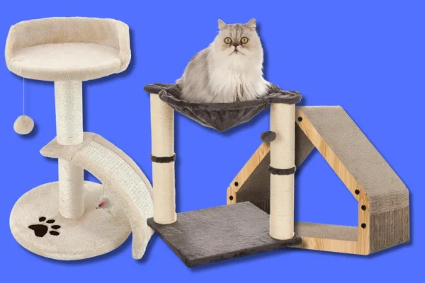 I 15 tiragraffi più irresistibili per festeggiare la giornata nazionale del gatto mettendo in salvo poltrone e divani