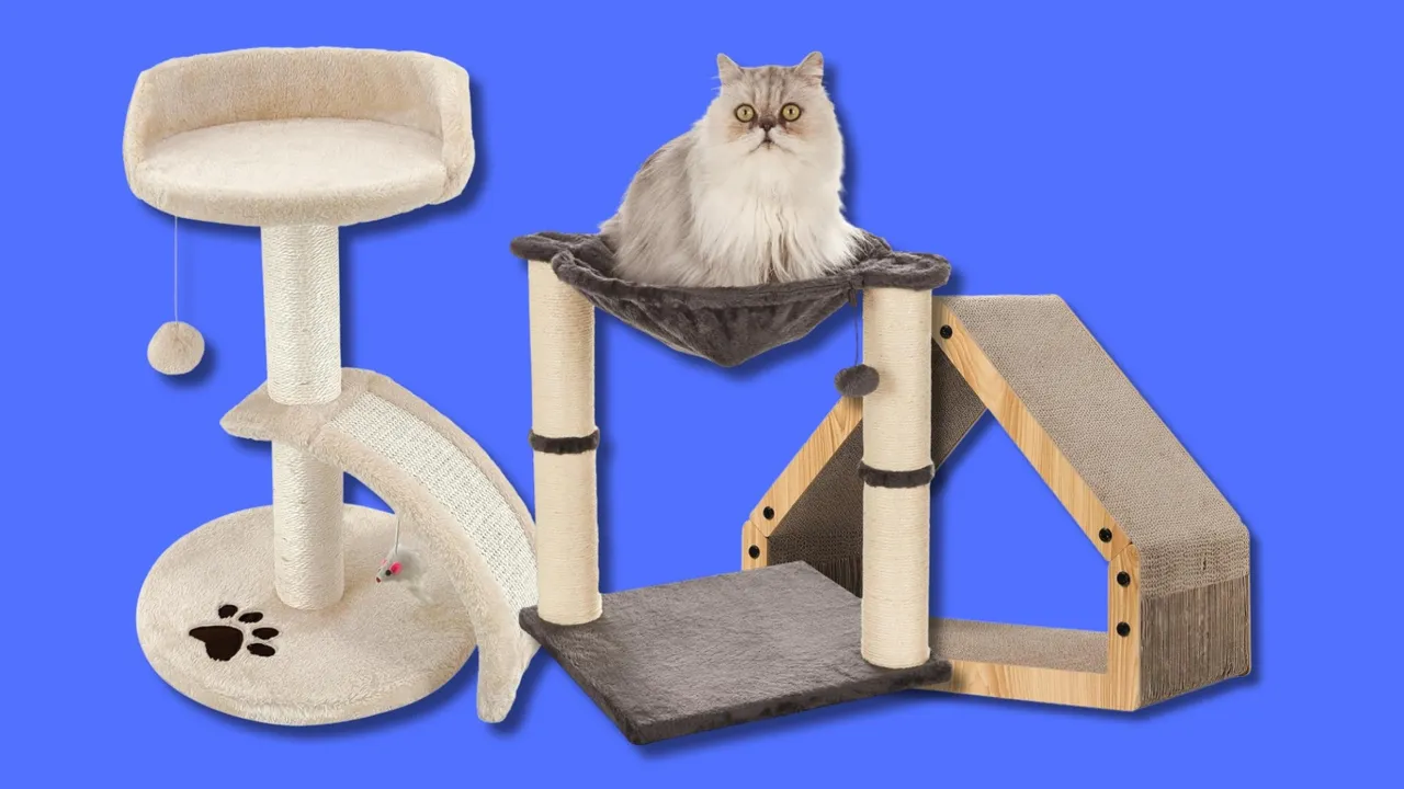 I 15 tiragraffi più irresistibili per festeggiare la giornata nazionale del gatto mettendo in salvo poltrone e divani