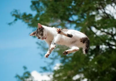 Maestri di caduta, uno studio giapponese descrive nel dettaglio come fanno i gatti ad atterrare (quasi) sempre in modo perfetto