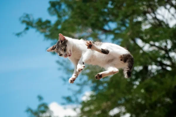 Maestri di caduta, uno studio giapponese descrive nel dettaglio come fanno i gatti ad atterrare (quasi) sempre in modo perfetto