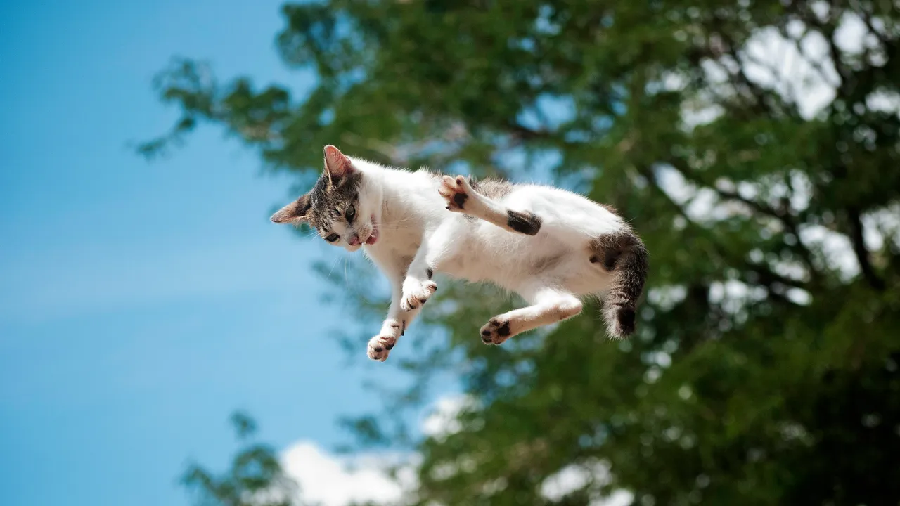 Maestri di caduta, uno studio giapponese descrive nel dettaglio come fanno i gatti ad atterrare (quasi) sempre in modo perfetto