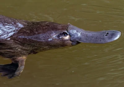 Non solo è fluorescente, ma l’ornitorinco è così bizzarro da avere anche una caratteristica che si pensava unica degli uccelli