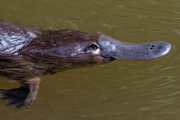 Non solo è fluorescente, ma l’ornitorinco è così bizzarro da avere anche una caratteristica che si pensava unica degli uccelli