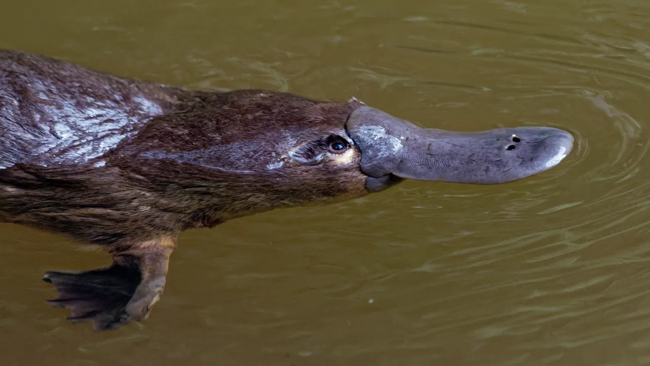 Non solo è fluorescente, ma l’ornitorinco è così bizzarro da avere anche una caratteristica che si pensava unica degli uccelli