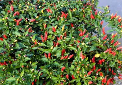 5 app per riconoscere le piante e ifiori con lo smartphone, le migliori per Android e iPhone