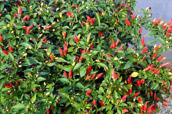 5 app per riconoscere le piante e ifiori con lo smartphone, le migliori per Android e iPhone