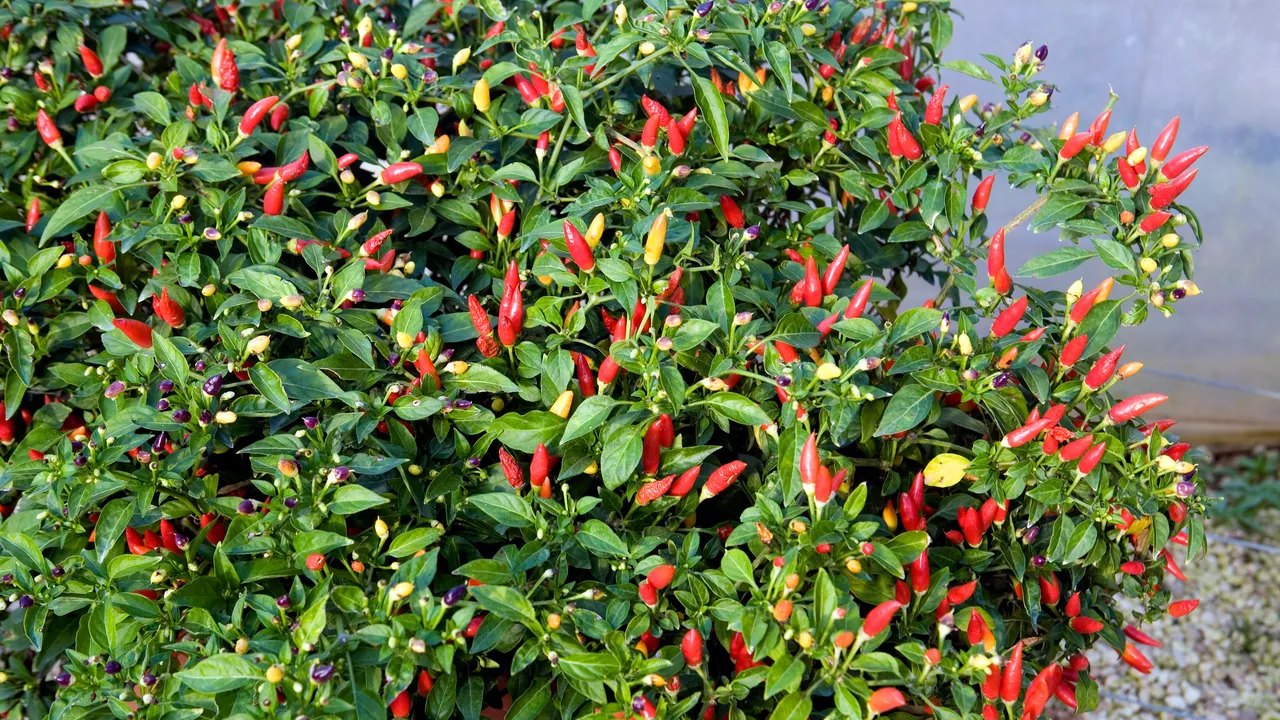 5 app per riconoscere le piante e ifiori con lo smartphone, le migliori per Android e iPhone