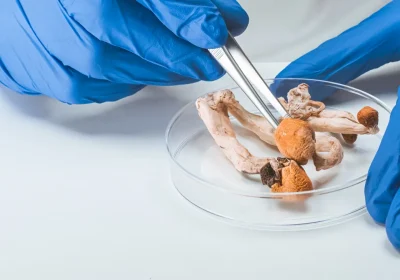 Dalla psilocibina all’Mdma, cosa sta cambiando nella ricerca sulle terapie psichedeliche per la salute mentale