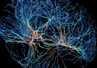 È stata rianimata per la prima volta l’attività elettrica nel cervello congelato di un topo