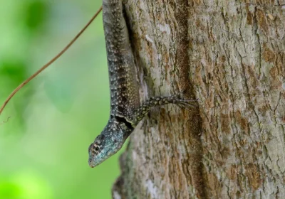Questa specie di lucertole rischia di pagare l’aumento delle temperature con un aumento delle malformazioni