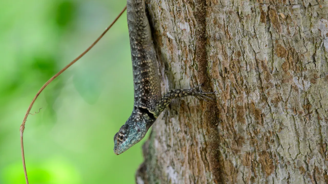 Questa specie di lucertole rischia di pagare lโaumento delle temperature con un aumento delle malformazioni