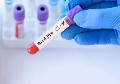 In Lombardia è stato identificato il primo caso di influenza aviaria in Europa, le rassicurazioni dell’Istituto superiore di sanità