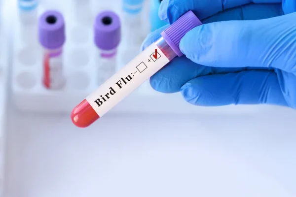 In Lombardia è stato identificato il primo caso di influenza aviaria in Europa, le rassicurazioni dell’Istituto superiore di sanità