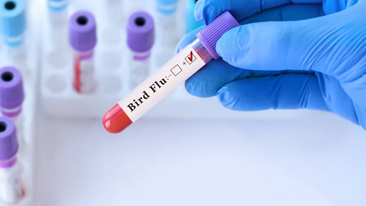 In Lombardia è stato identificato il primo caso di influenza aviaria in Europa, le rassicurazioni dell’Istituto superiore di sanità